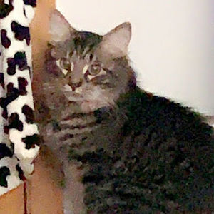 Meet your Posher, Lexis